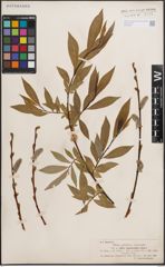 Foto von Salix daphnoides Vill.